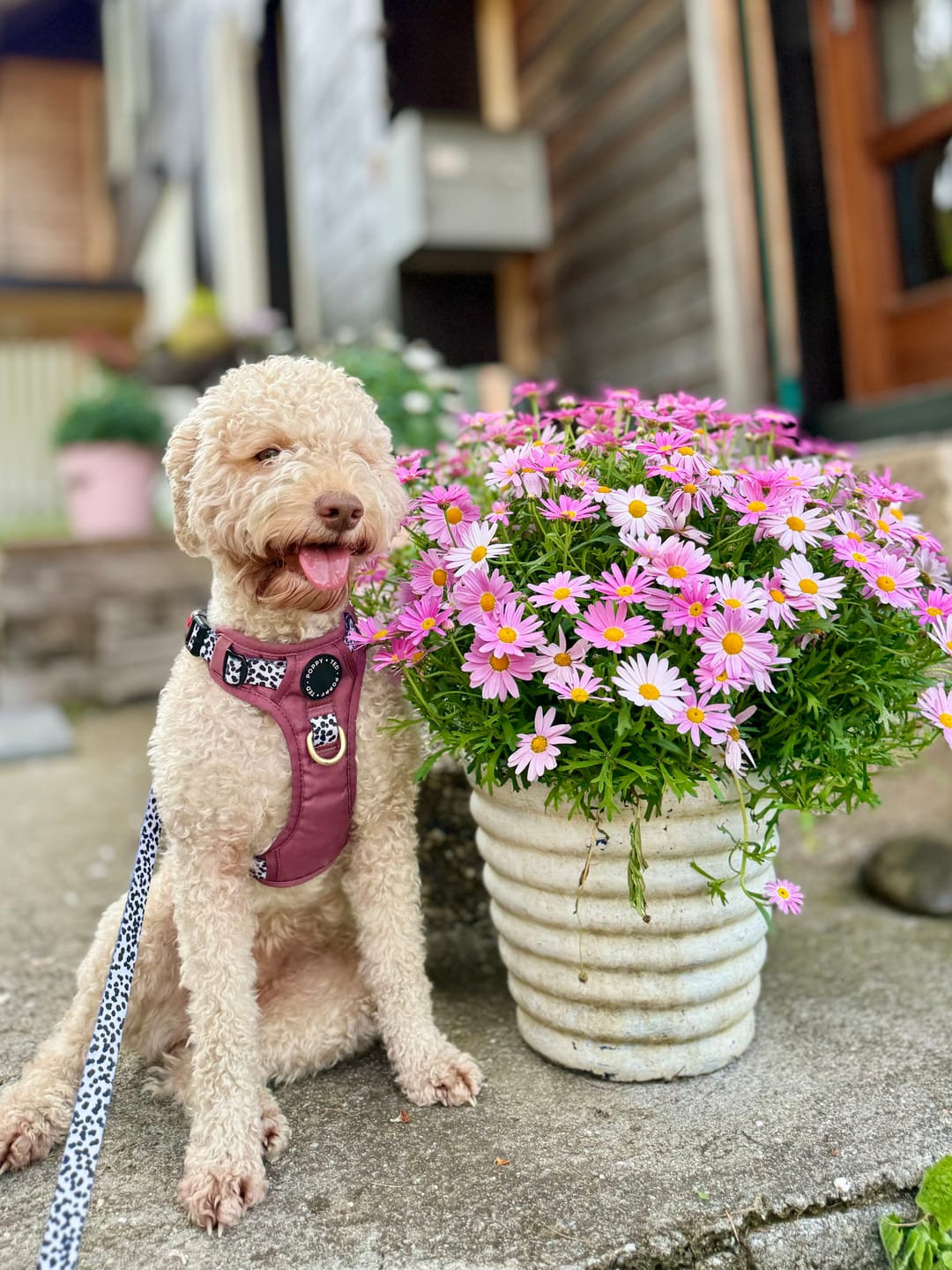 Customer photo review of Luxe Collection | 3-Click Tough Harness | Berry Dalmatian