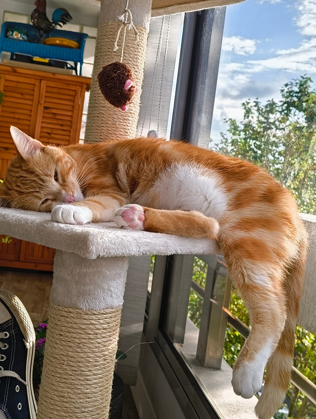 Customer photo review of Croquettes riches en poissons blancs frais (chat stérilisé)