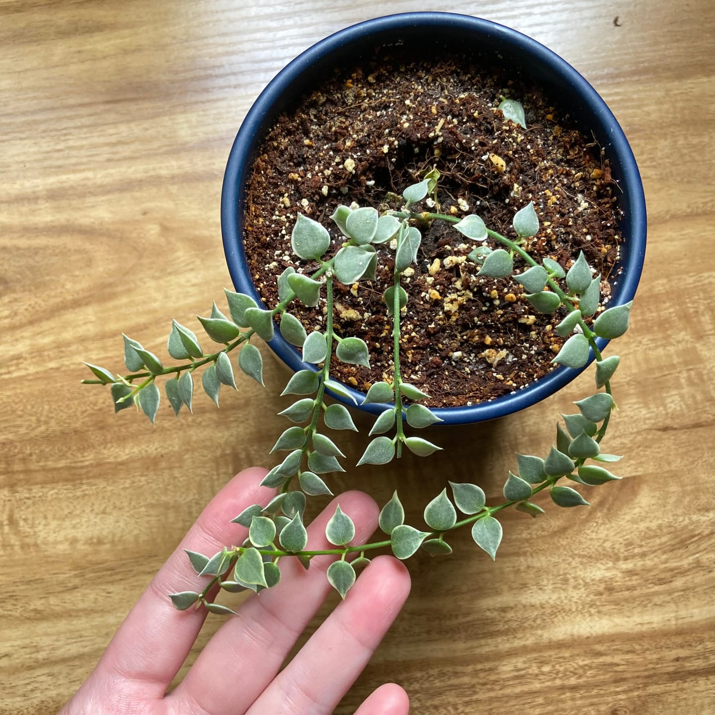 Customer photo review of Dischidia ruscifolia 'Variegata' "Million Hearts"