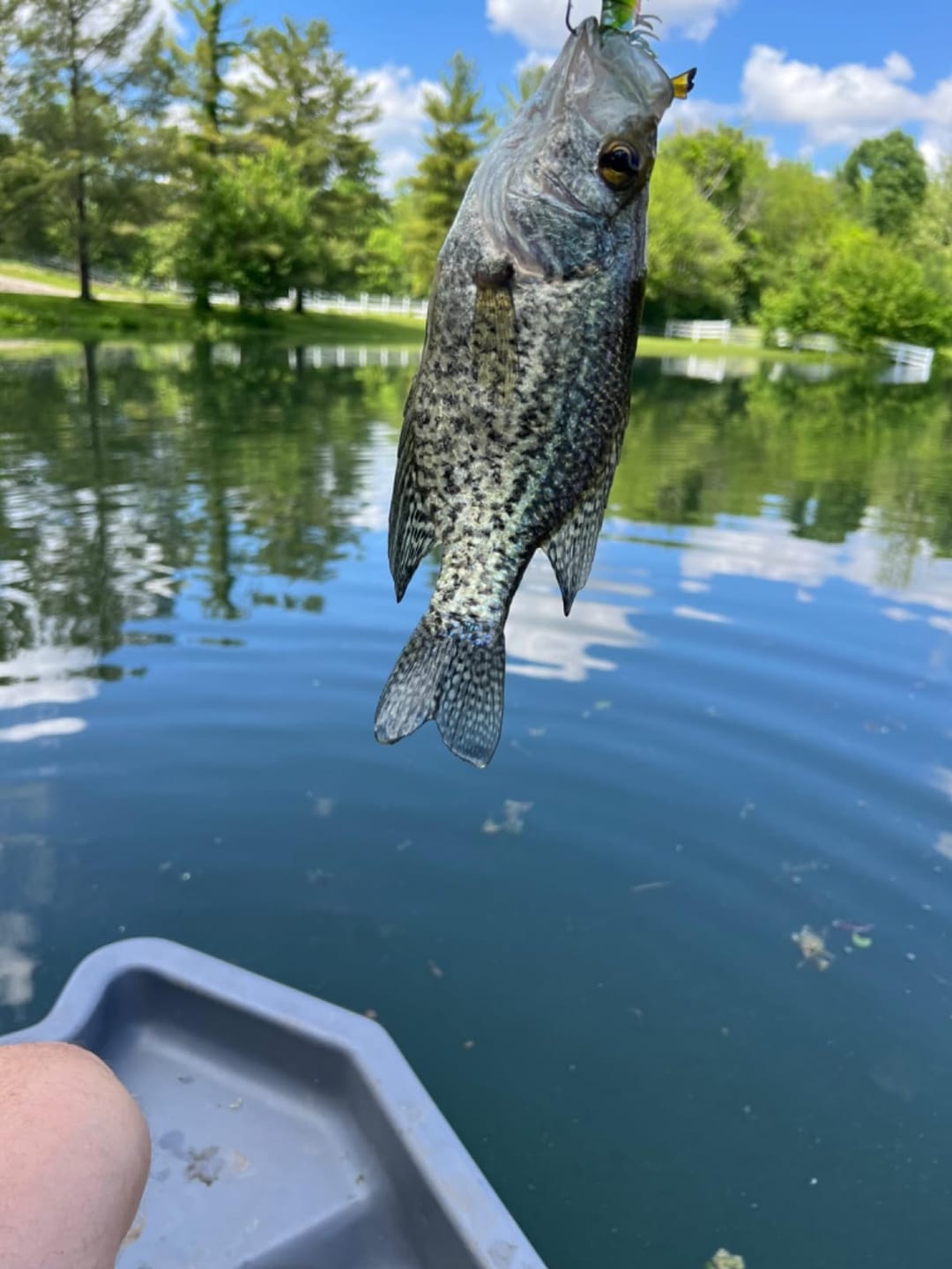 Customer photo review of Pre-Rigged Soft Fishing Lures | BKK Hook | Easy Catch |  Tear-Resistant TPE | Shrimp & Crayfish Swimbaits | Freshwater Saltwater Baits  | For Bass & Trout &Walleye &Pike