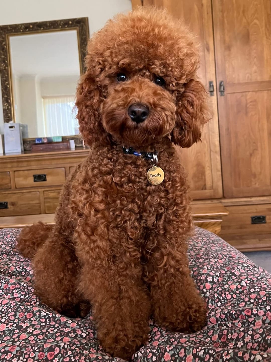 Customer photo review of 4 in 1 Dog Shampoo (Lavender & Chamomile)