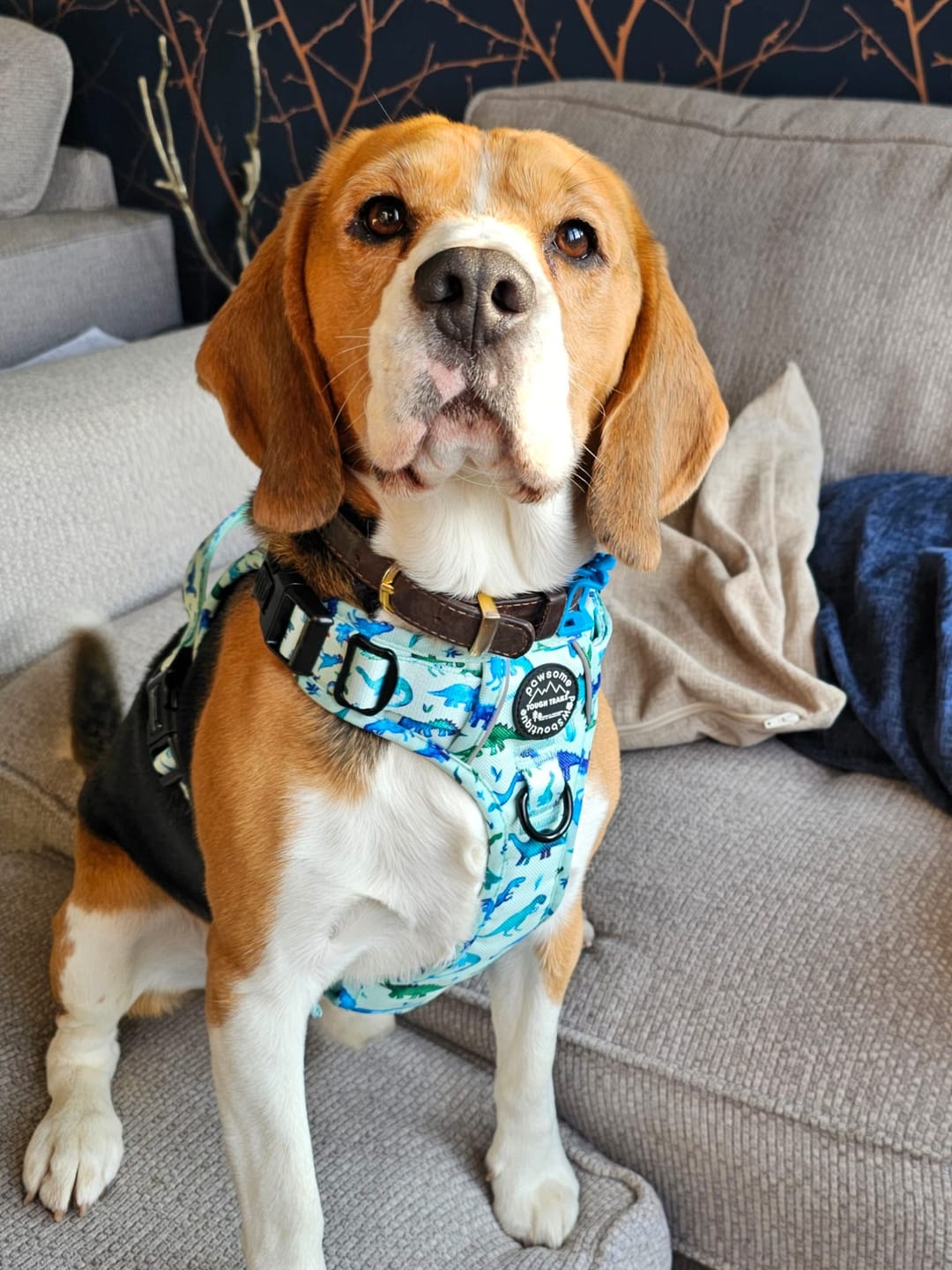 Customer photo review of Tough Trails™ Harness - Dinky Dino