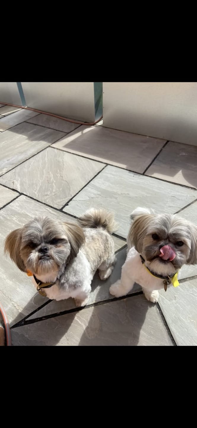 Customer photo review of 4 in 1 Dog Shampoo (Lavender & Chamomile)