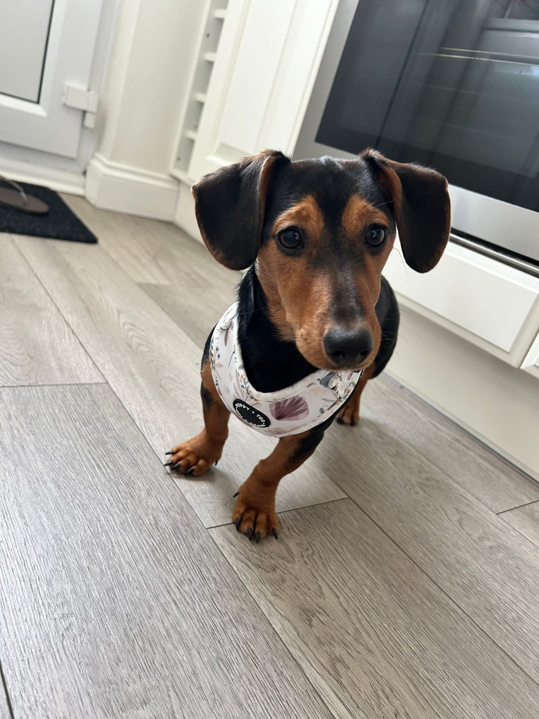 Customer photo review of Walk + Wear | Dog Collar | Pressed Petal