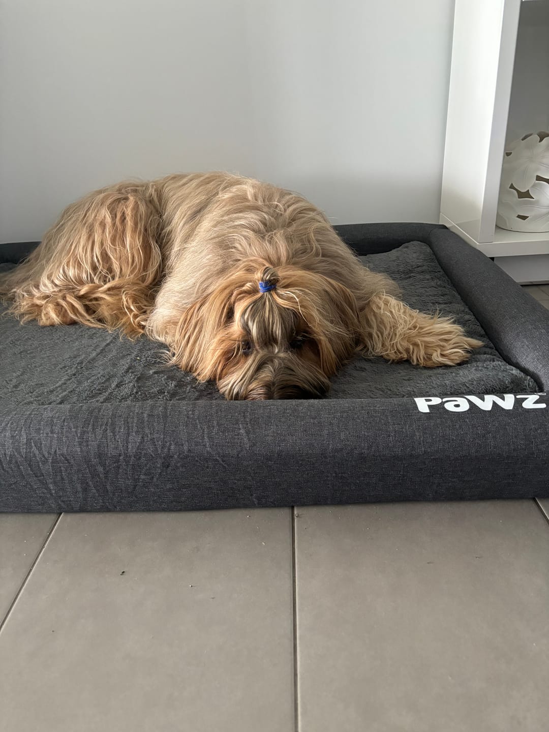 Customer photo review of PaWz Premium Memory Foam Calming Dog Bed