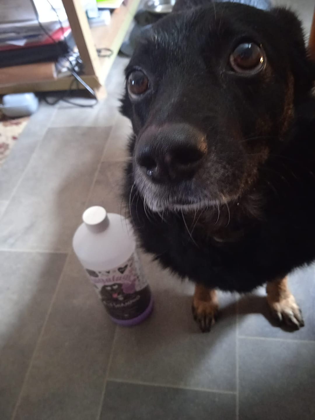 Customer photo review of 4 in 1 Dog Shampoo (Lavender & Chamomile)