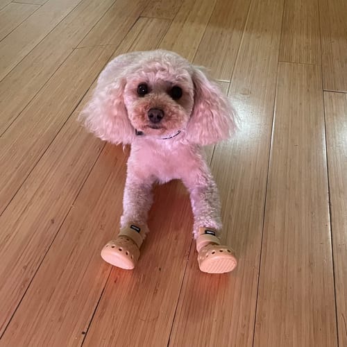 Customer photo review of WagWellies® Mojave