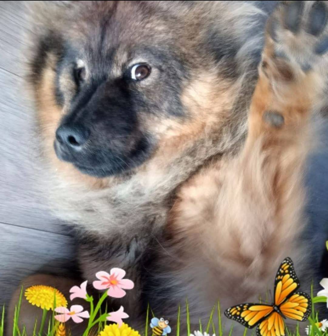 Customer photo review of 4 in 1 Dog Shampoo (Lavender & Chamomile)