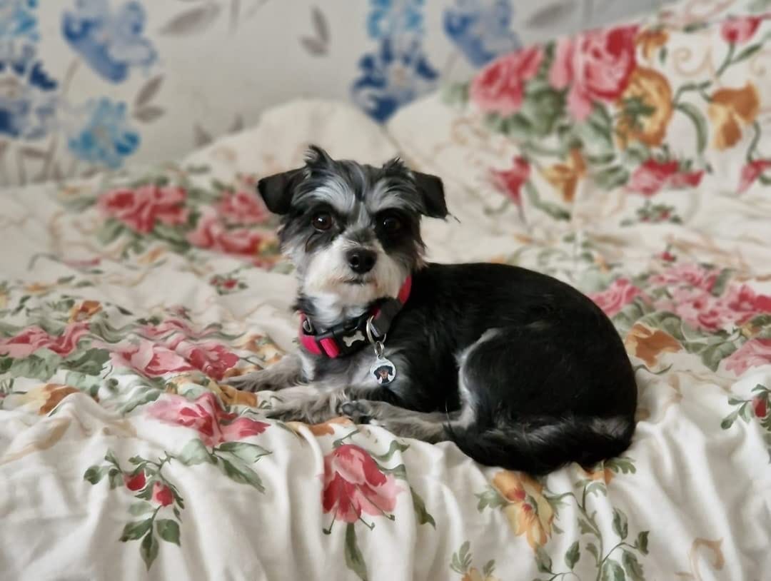 Customer photo review of 4 in 1 Dog Shampoo (Lavender & Chamomile)