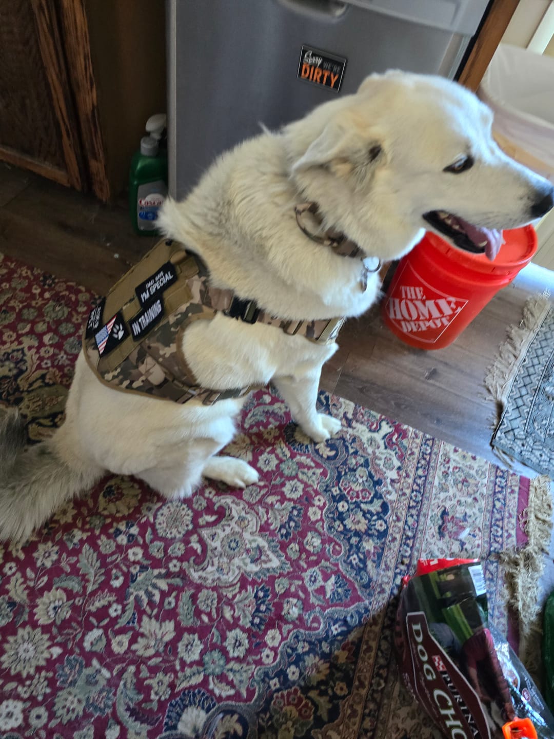 Customer photo review of Hook & Loop Patch Variety Bundle For Harness (Pack of 12)