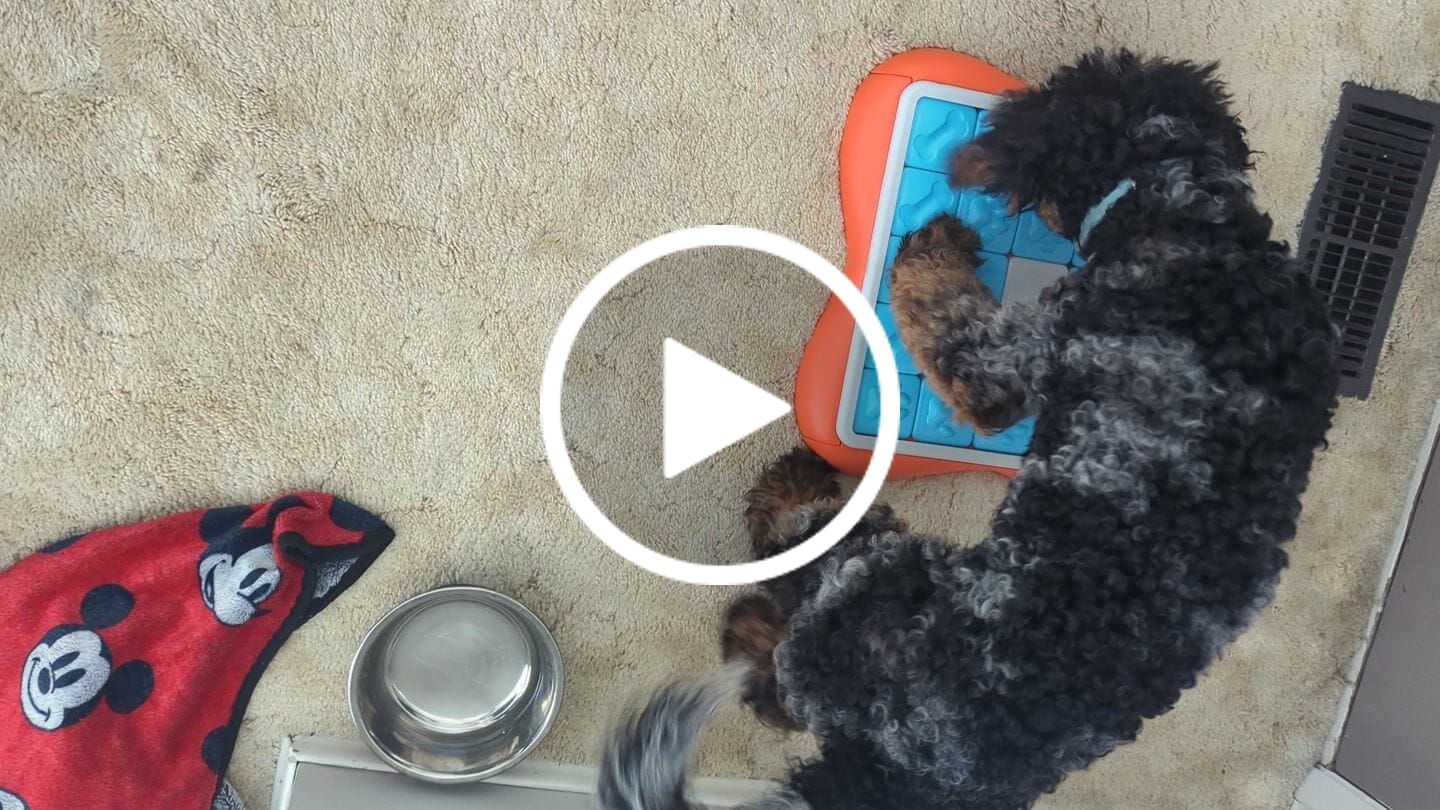 Customer video review of Beef Mini Training Treats