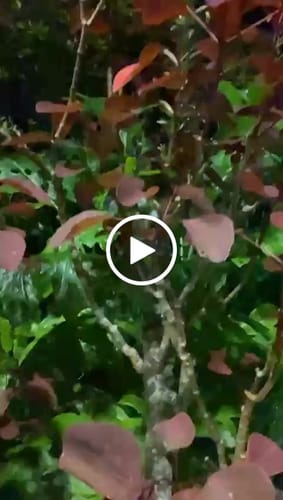 Customer video review of PlantWave