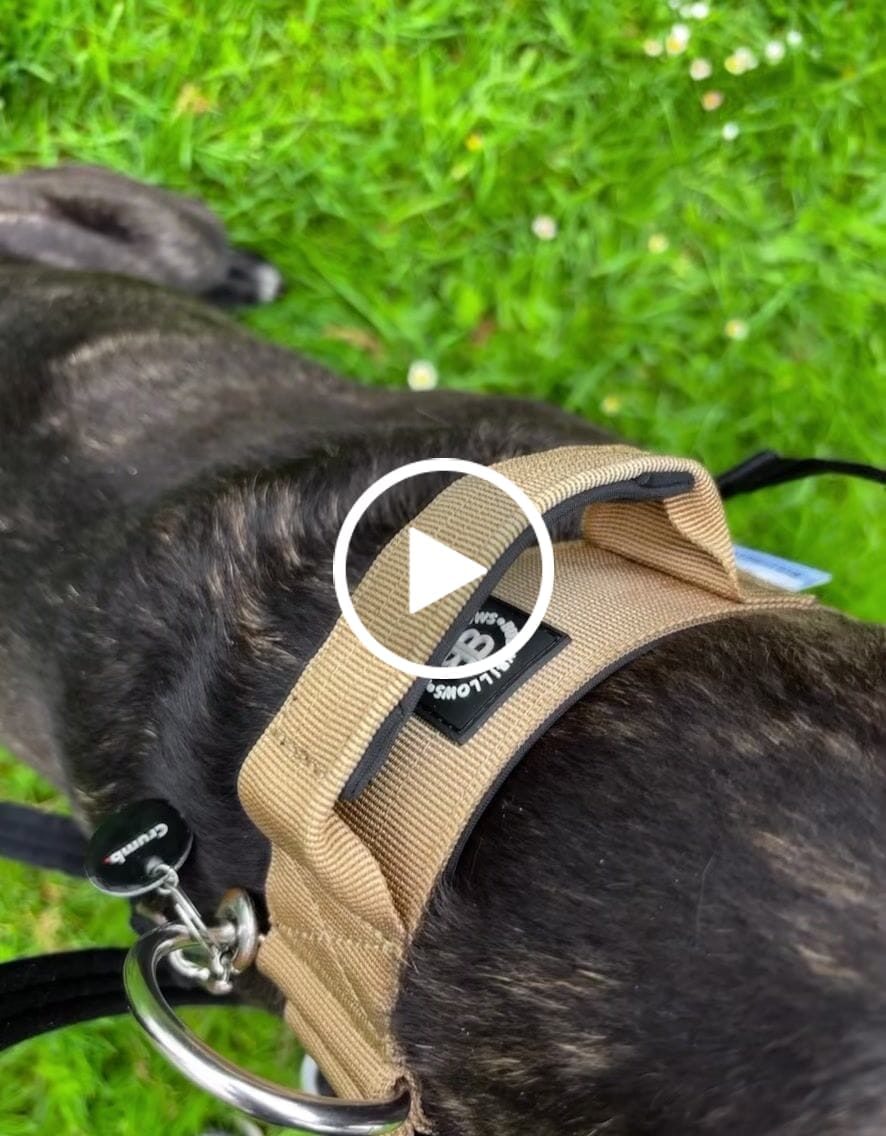Customer video review of 5cm Combat® Collar | With Handle & Rated Clip - Military Tan v2.0
