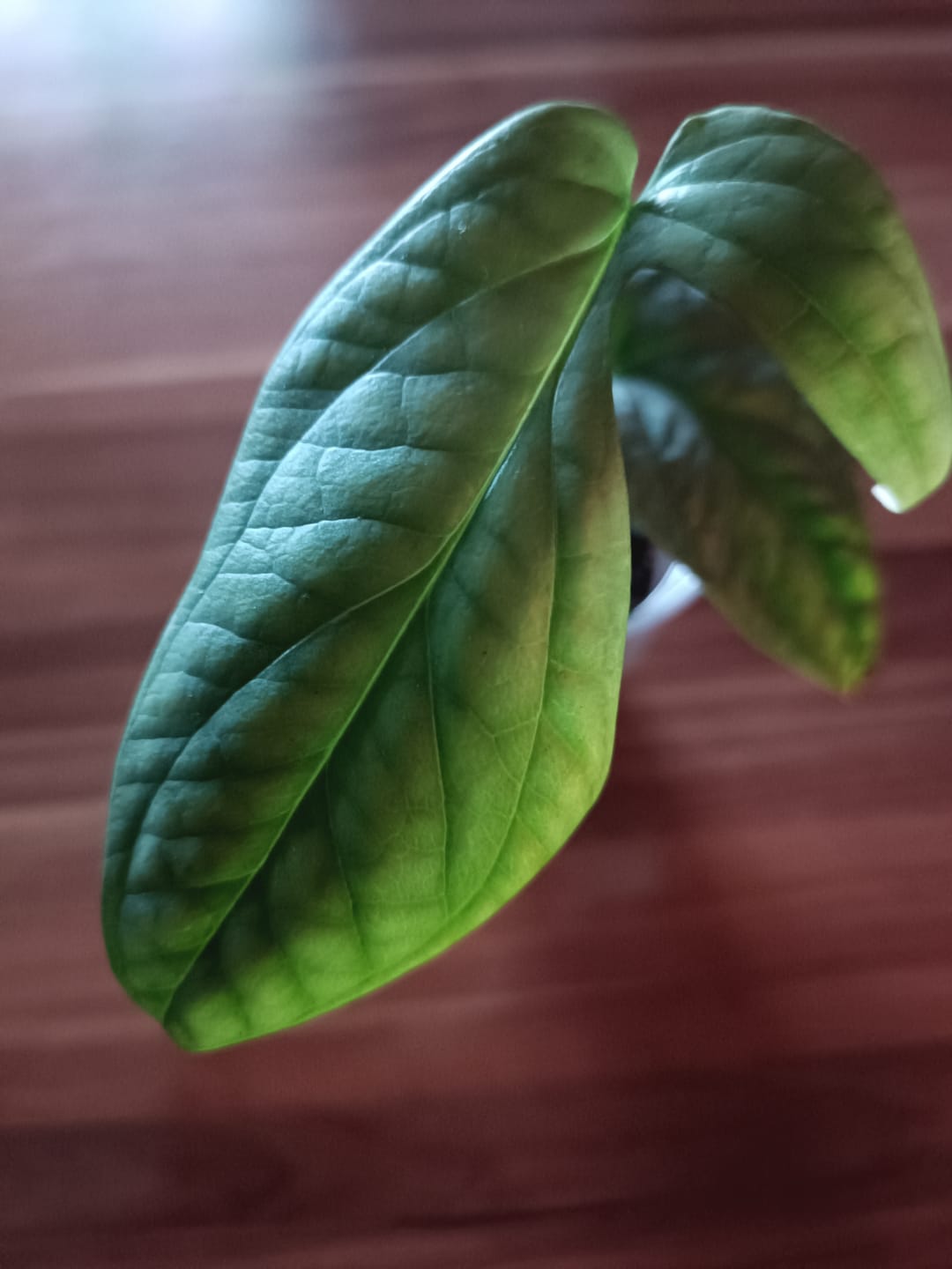 Customer photo review of MONSTERA AMYDRIUM MEDIUM SILVER