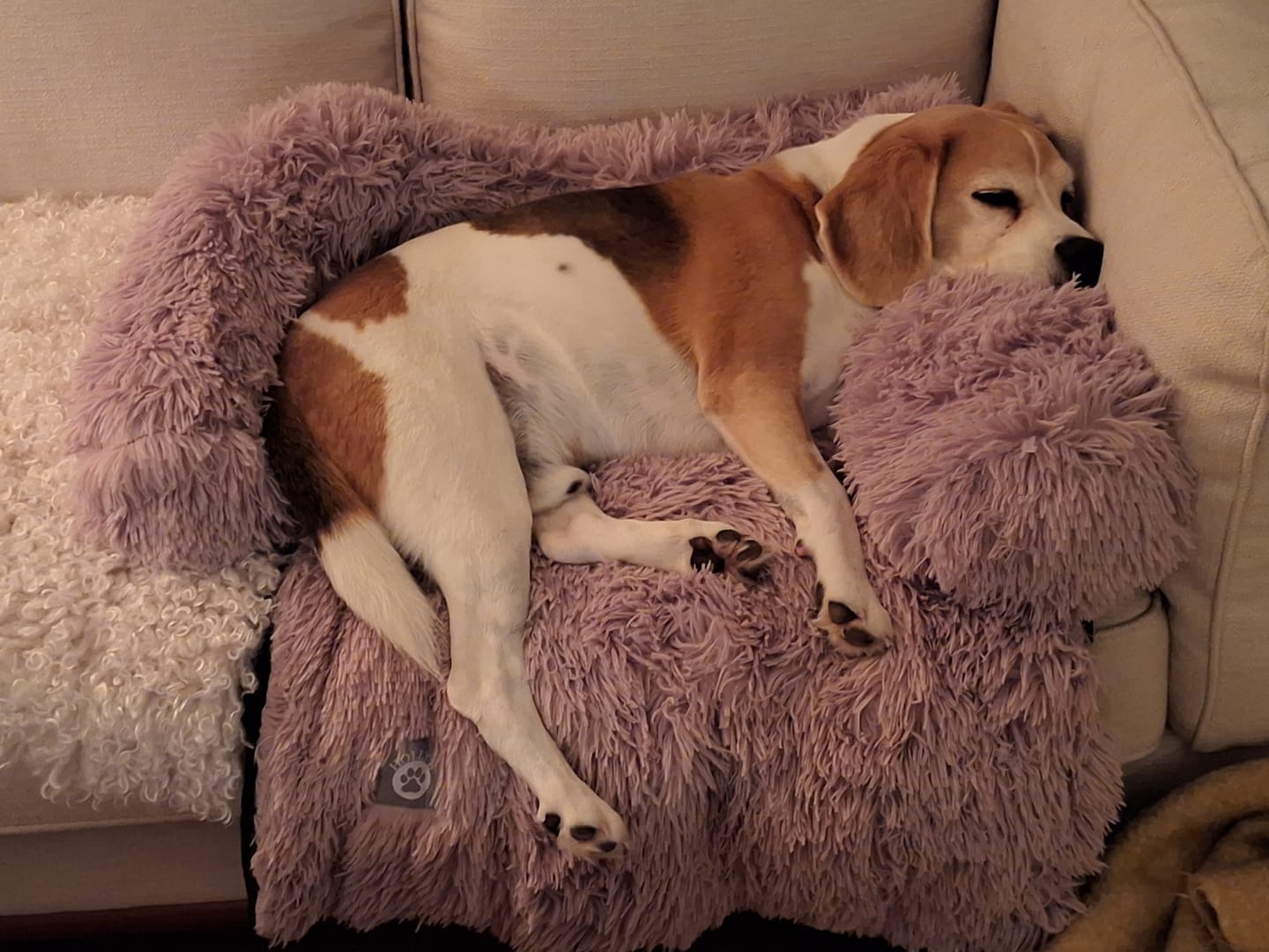 Customer photo review of Calming Couch Bed