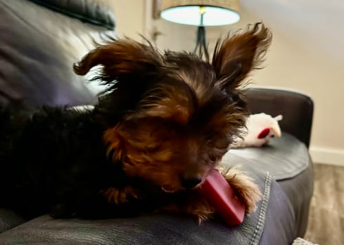 Customer photo review of MIX FLAVORED CHEWS ( A PACK OF 4 STICKS )