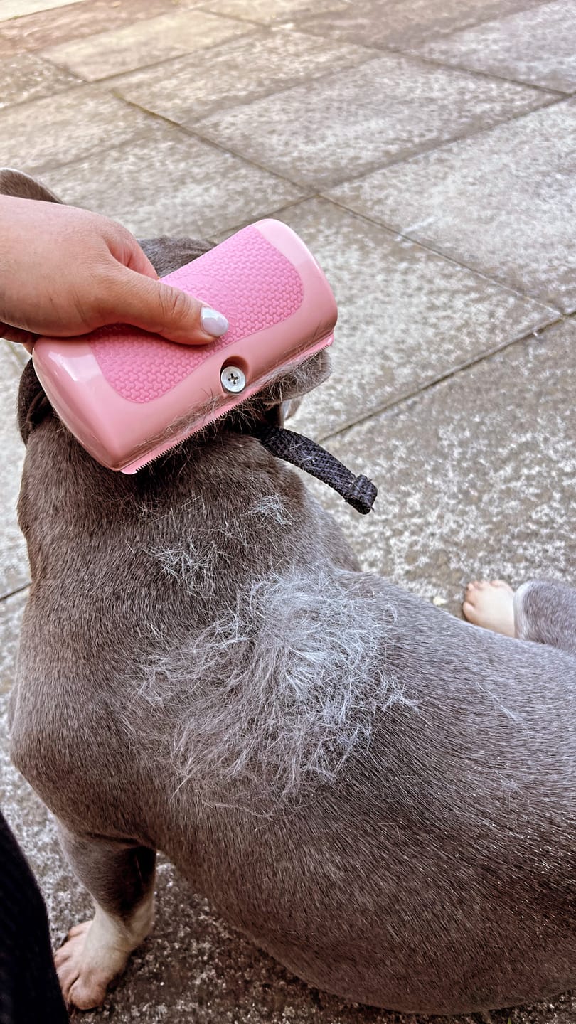 Customer photo review of BullyBillows Complete Animal Deshedding Kit - Pink