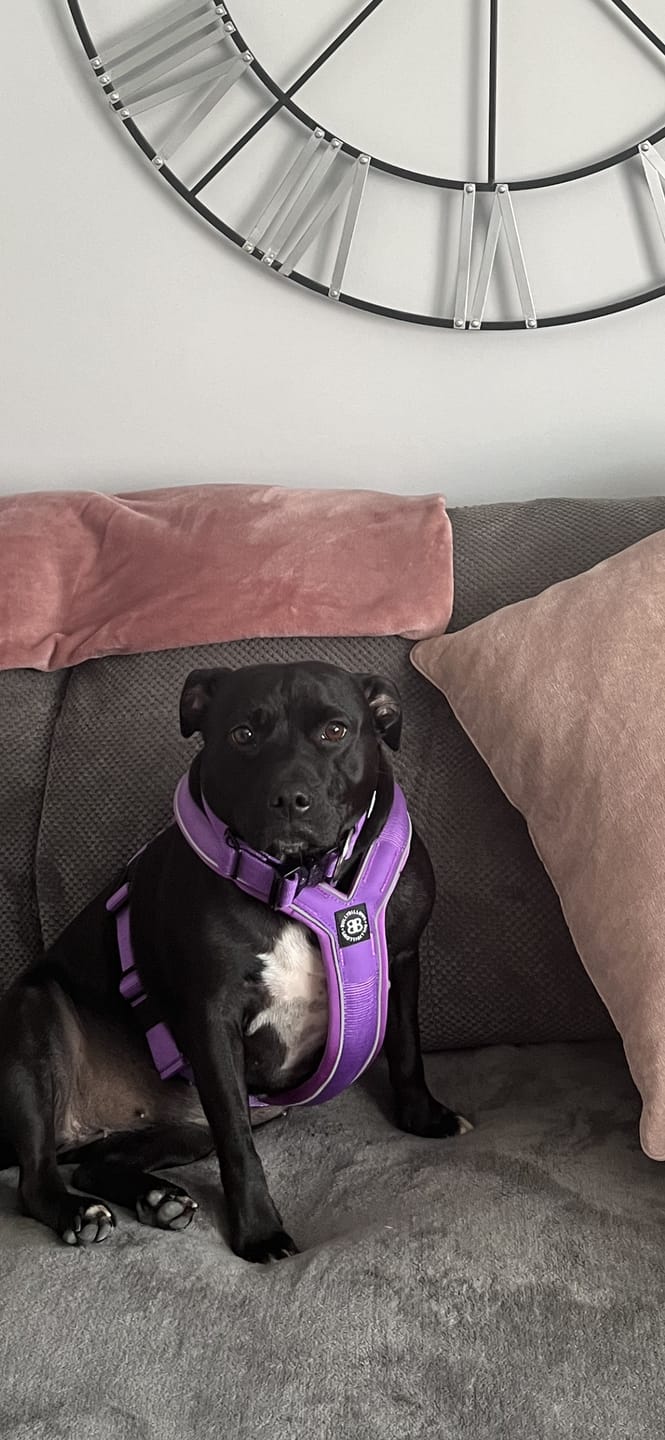 Customer photo review of Slip on Padded Comfort Harness | Non Restrictive & Reflective - Purple