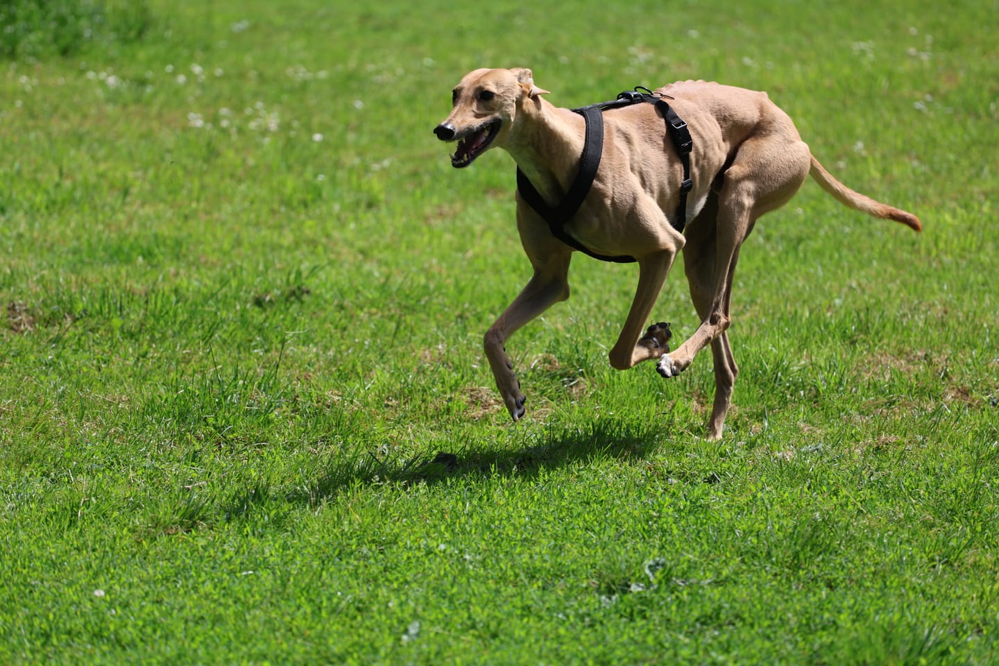 Customer photo review of Hundegeschirr FUN "Volcano Black"