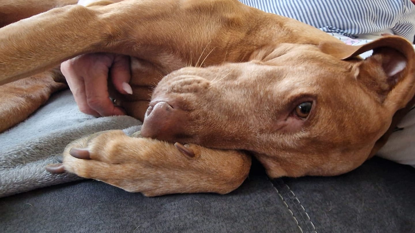 Customer photo review of Durchfalltest Hund