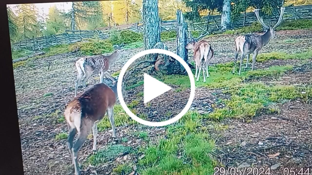 Customer video review of Salzspray Apfel - Lockmittel Rehwild, Schwarzwild, Rotwild und Damwild