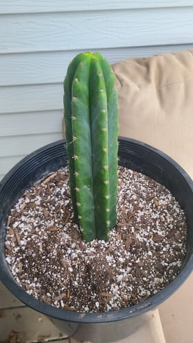 Customer photo review of San Pedro Cactus | Echinopsis (Trichocereus) pachanoi