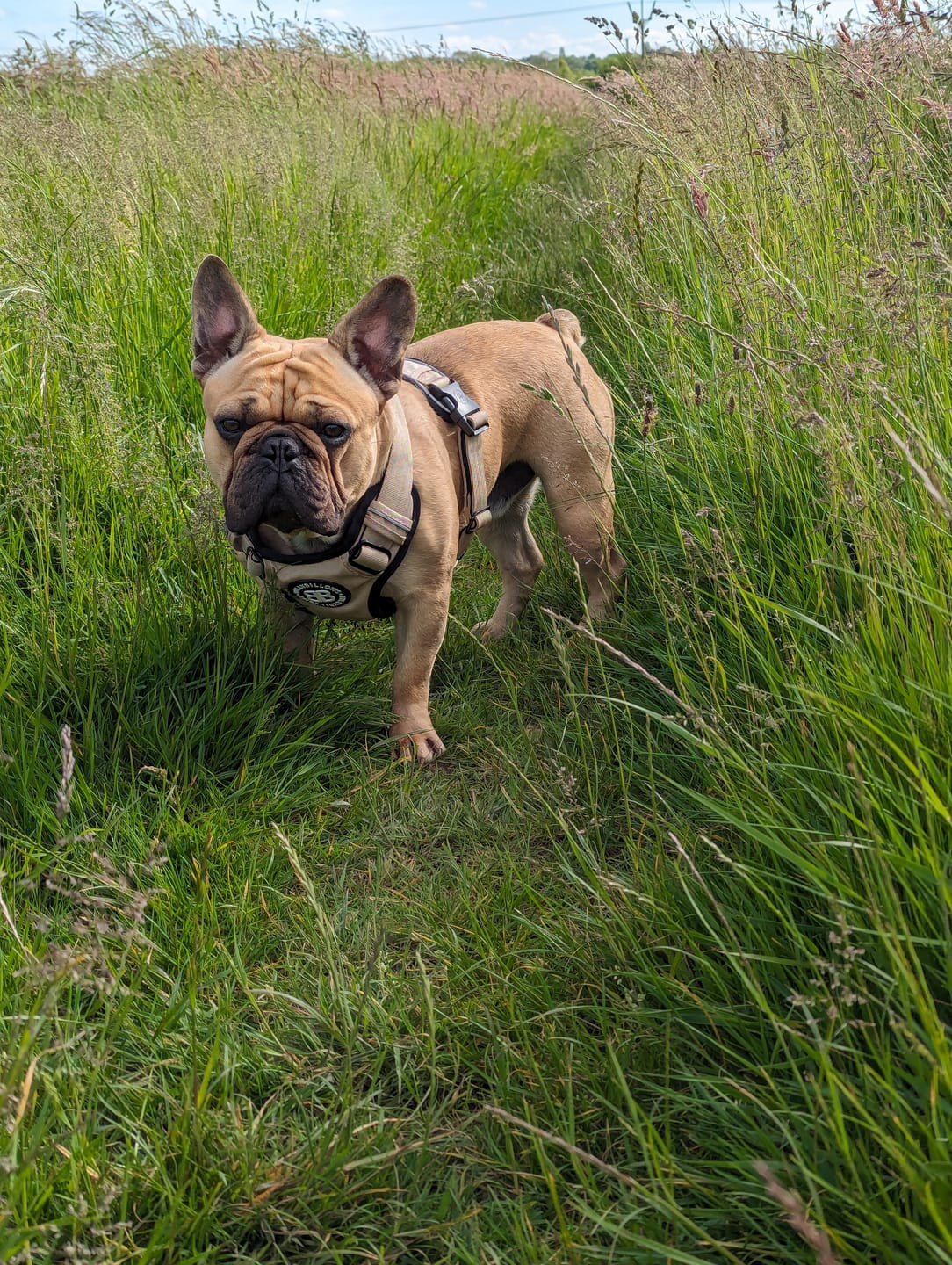 Customer photo review of Premium Comfort Harness | Non Restrictive & Adjustable - Light Military Tan