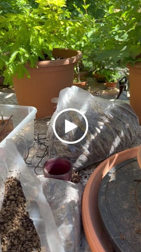 Customer video review of BASIC CB® (substrato entry level per bonsai)