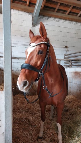 Customer photo review of Harmony Bridle - anatomische gebisslose Trense mit Crystal Stirnband