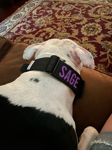 Customer photo review of Black Bully Proof Collar