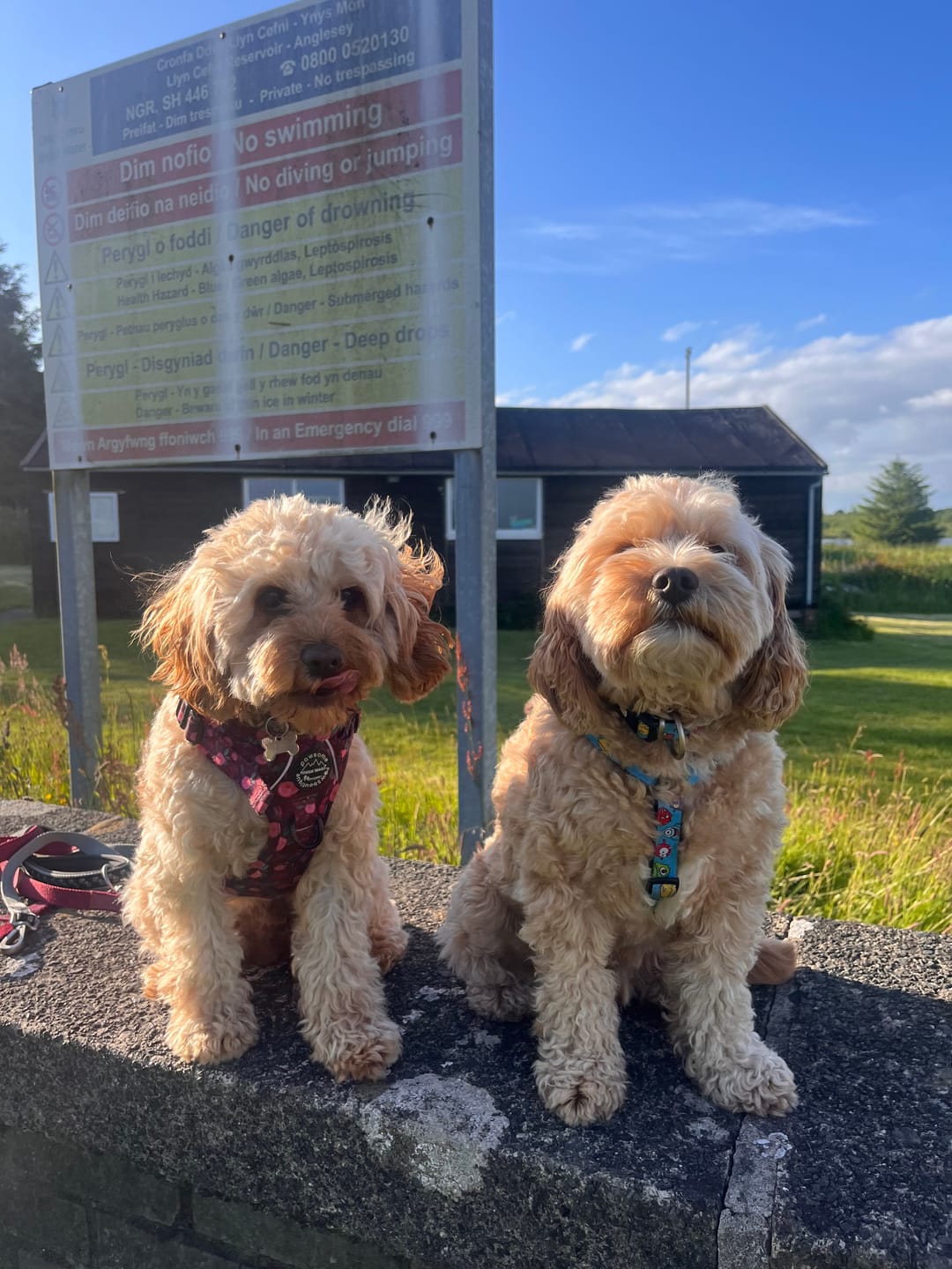 Customer photo review of Collar - Mable's Meadow
