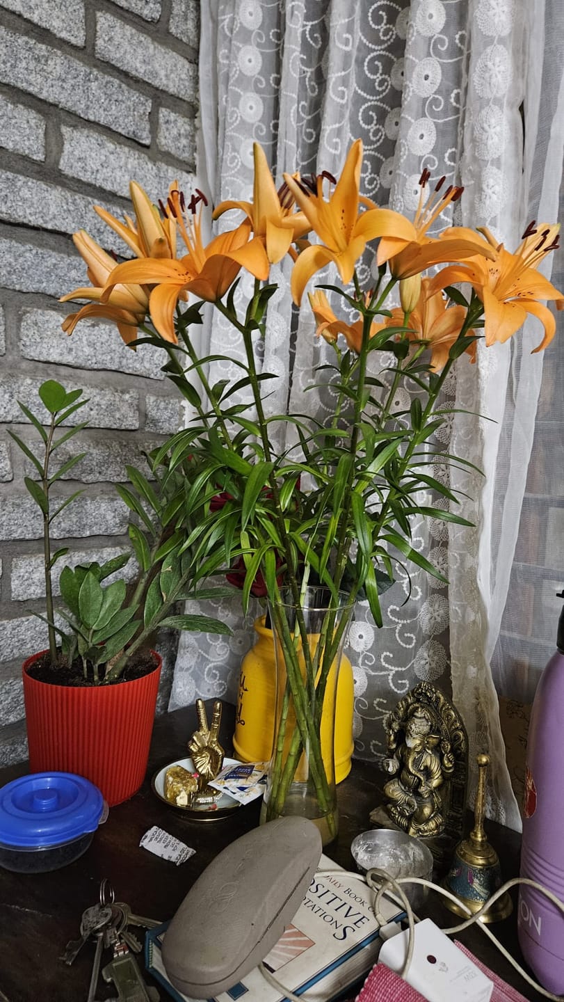 Customer photo review of Asiatic Lily