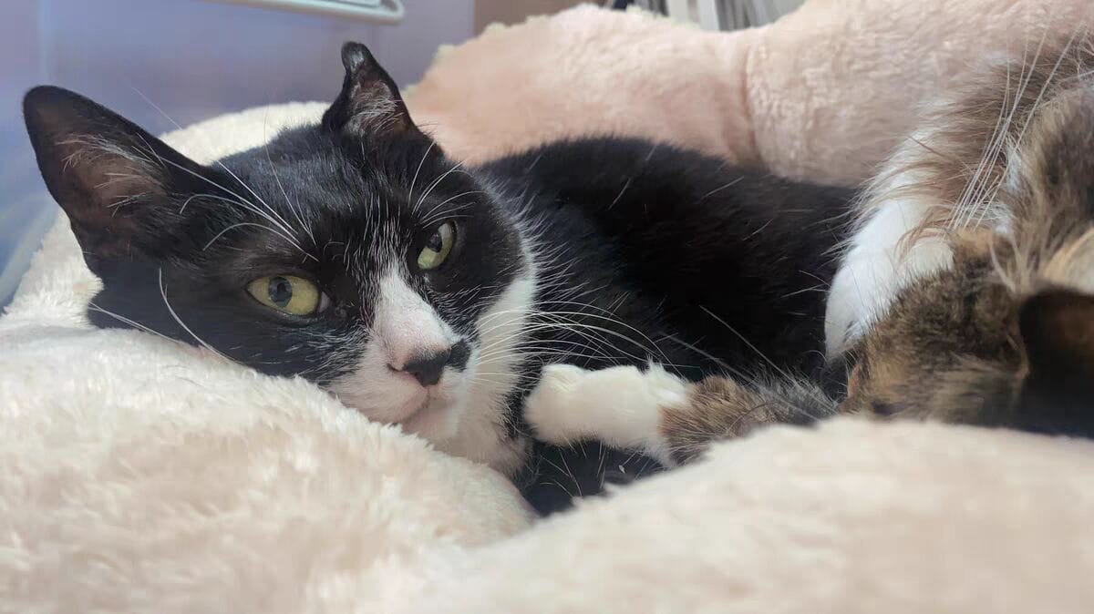 Customer photo review of Niche pour chat Lotus Flottant