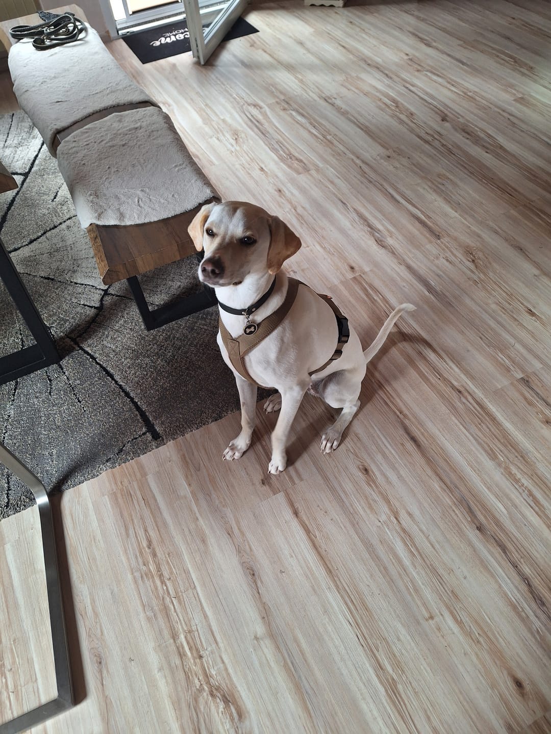 Customer photo review of Hundegeschirr FUN "Golden Sand"
