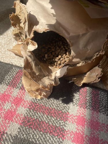 Customer photo review of Grain-Free Lamb with Sweet Potato & Mint