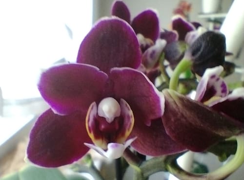 Customer photo review of Table Dance Blackpearl mit schwarzen Blüten mit 2+ Stielen