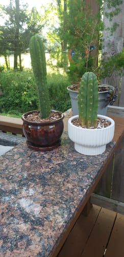 Customer photo review of San Pedro Cactus | Echinopsis (Trichocereus) pachanoi
