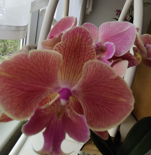 Customer photo review of Wasserfall Table Dance Coral Rise Testsorte