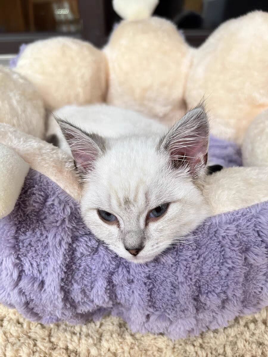 Customer photo review of Niche pour chat Lotus Flottant