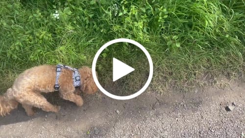 Customer video review of Adjustable Harness – Perdita