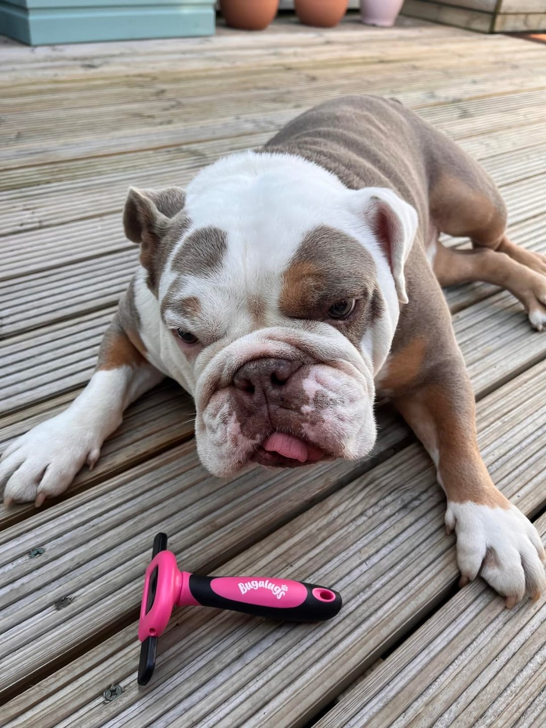 Customer photo review of Deshedding Comb