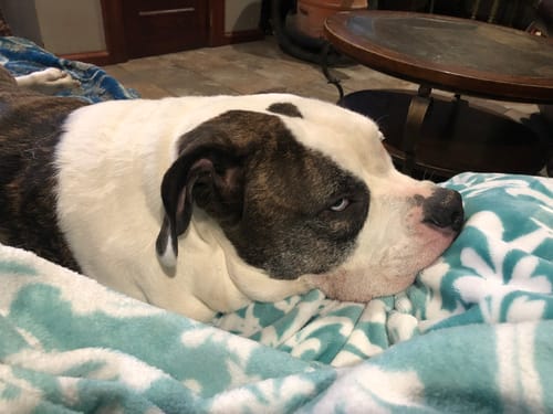 Customer photo review of Gourmet Whey Protein Powders