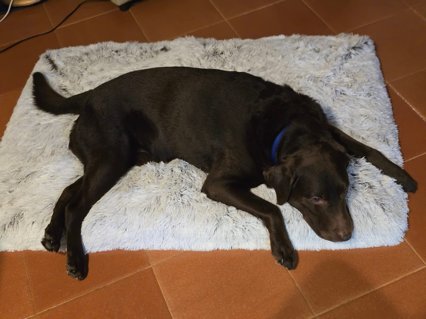 Customer photo review of Orthopaedic Dog Bed
