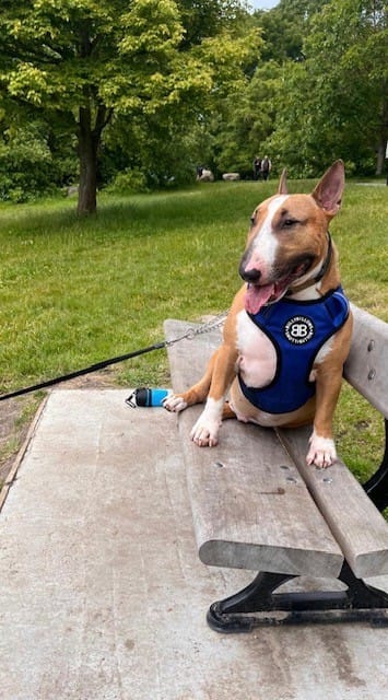 Customer photo review of Premium Comfort Harness | Non Restrictive & Adjustable - Blue v2.0
