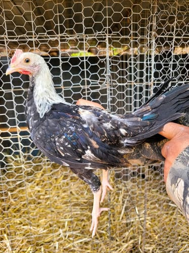 Customer photo review of B12/5,500