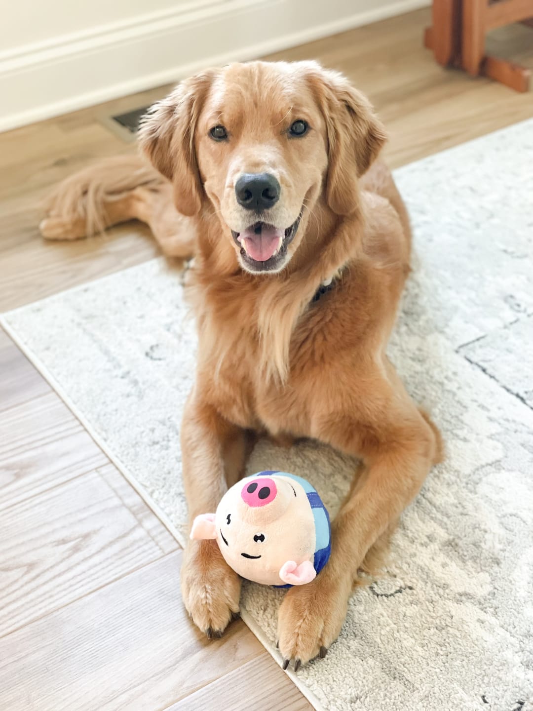 Customer photo review of Bouncing Piggy™ - Interactive Dog Toy