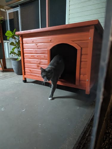 Customer photo review of 3 Month Supply - 2 Cats