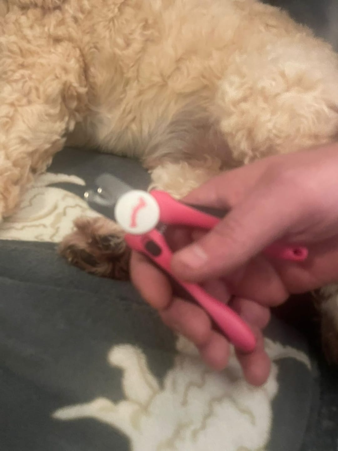 Customer photo review of Nail Clippers (Small – Medium)