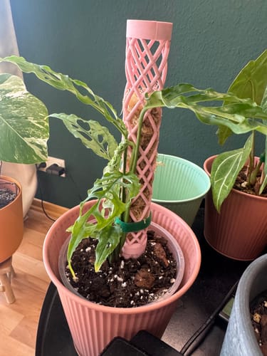 Customer photo review of Muddis Erde 15 Liter Erdmix