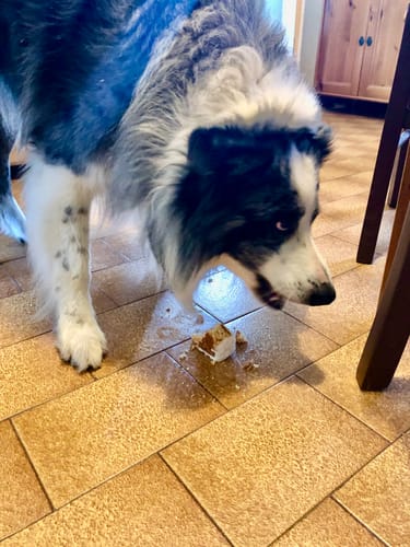 Customer photo review of Torta Per Cani Happy Birthday